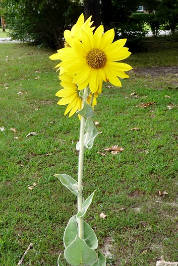 {Helianthus mollis}